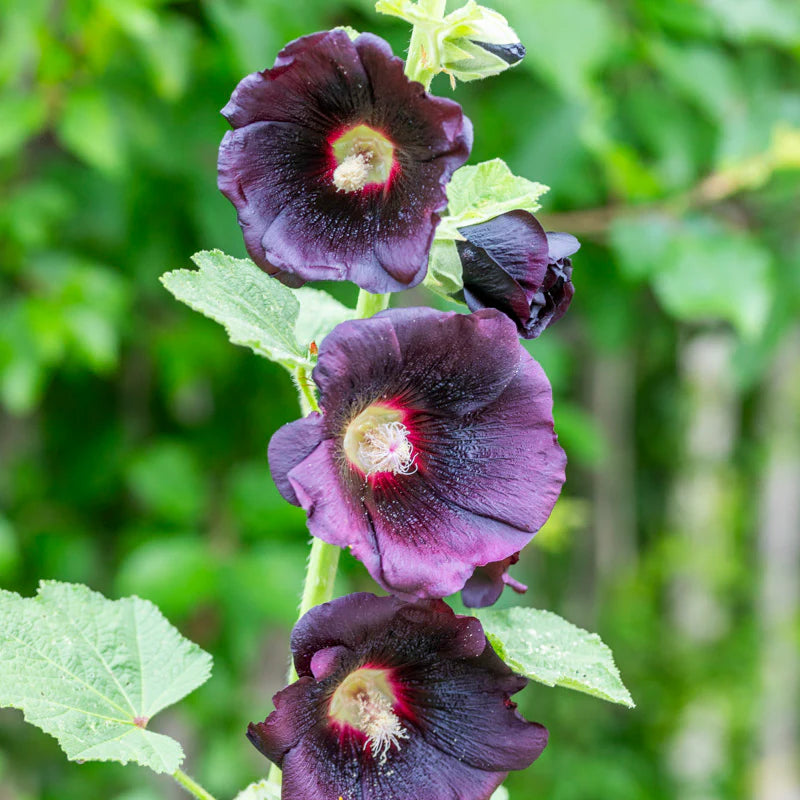 Short sleeve tee in black hollyhock